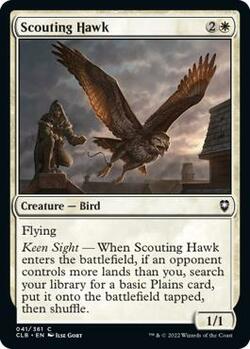 Scouting Hawk